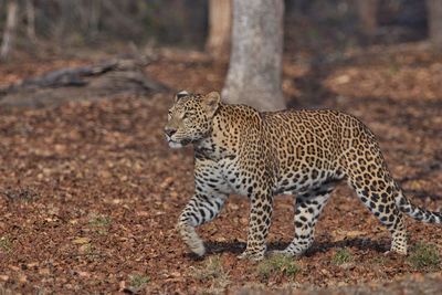 Tiger walking on a land