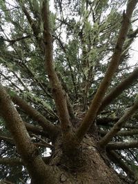 Low angle view of tree in forest