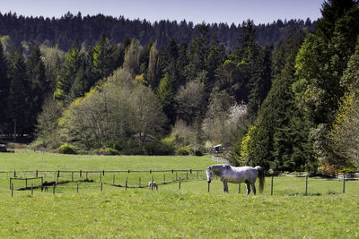 Horse grazing on landscape