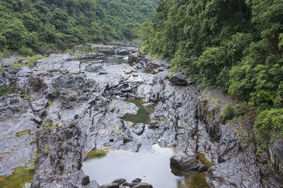 River amidst trees in forest