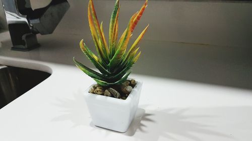 Close-up of potted plant on table