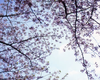 Low angle view of cherry blossoms against sky