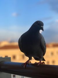 Close-up of bird perching on railing