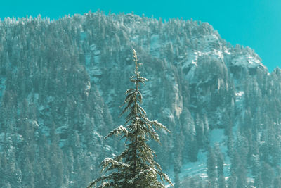 Close-up of a treetop against snow-capped mountains