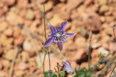 Close-up of purple flowering plant