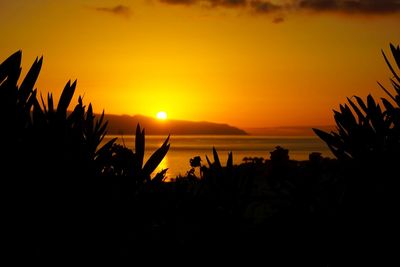 Silhouette plants against sunset