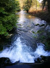 Scenic view of wet trees