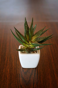 Close-up of potted plant on table