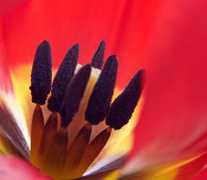 Extreme close up of red flower