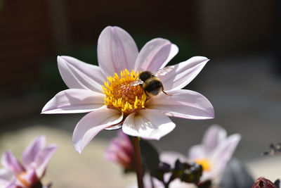 Close-up of bee on purple flower