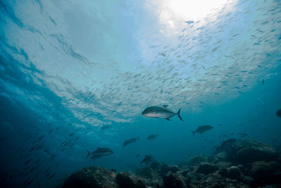 Low angle view of fishes swimming in sea