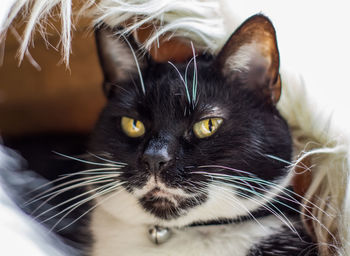 Close-up portrait of cat