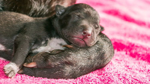 Close-up of dog sleeping