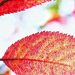 Close-up of multi colored butterfly on red leaf