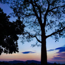 Low angle view of silhouette tree against sky during sunset