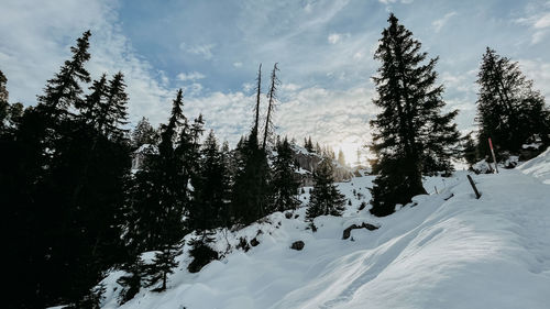 Pine trees on snow covered mountain against sky