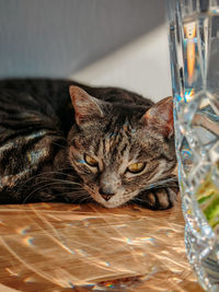 Close-up portrait of cat