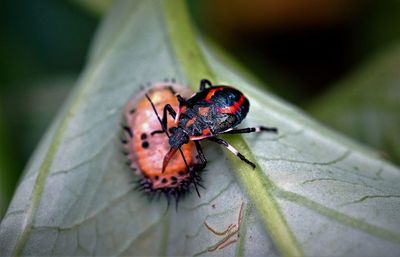 High angle view of a predatory bug on leaf