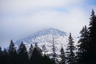 Low angle view of snow covered trees against sky