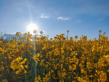 Yellow flowering plants on field against bright sun