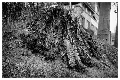 Plants growing on field