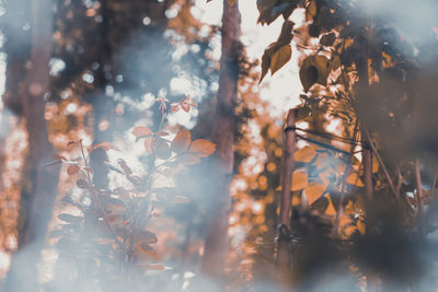 Close-up of plants against trees