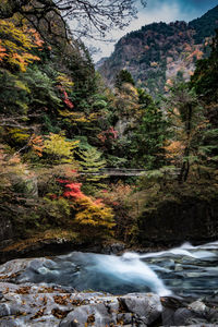 Scenic view of waterfall in forest