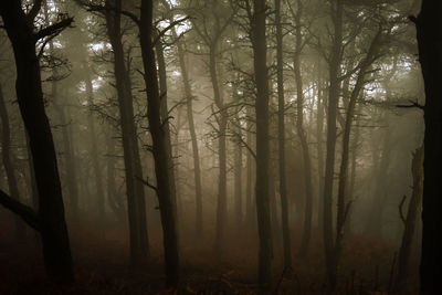 Trees in forest
