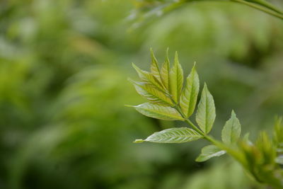 Close-up of plant