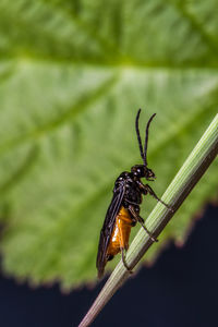 Close-up of insect on leaf