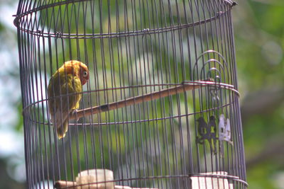 Close-up of bird perching in cage
