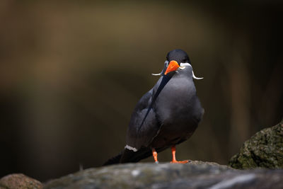 Close-up of bird perching on rock