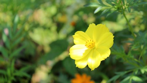 Close-up of yellow cosmos flower blooming outdoors