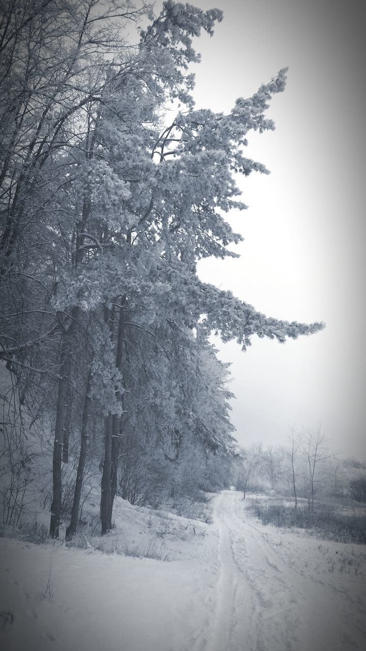 snow, winter, cold temperature, weather, season, tree, covering, nature, frozen, tranquility, tranquil scene, landscape, clear sky, covered, field, snow covered, beauty in nature, scenics, non-urban scene, bare tree