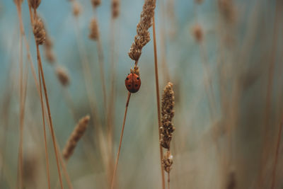 Close-up of dry flowers and a perching ladybug