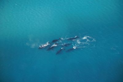 High angle view of turtle swimming in sea