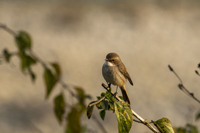 Close-up of bird perching on a plant