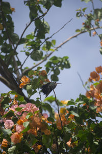 Low angle view of flowers on tree