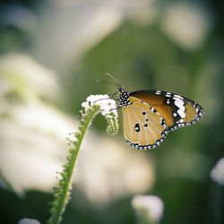 Close-up of butterfly pollinating on flower