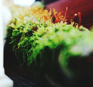 Close-up of lizard on plant