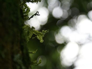 Close-up of plant