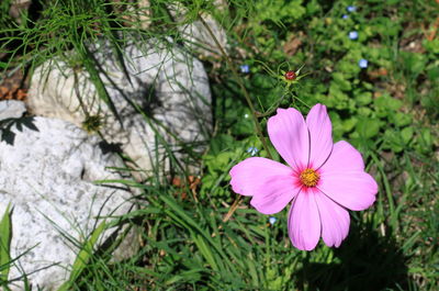 Close-up of pink cosmos flower