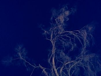 Low angle view of bare tree against blue sky