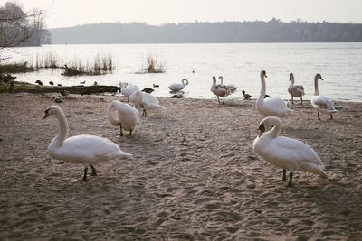 Flock of seagulls at lakeshore