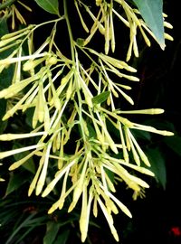Close-up of plant