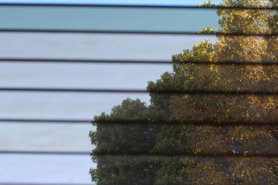 Low angle view of tree against sky