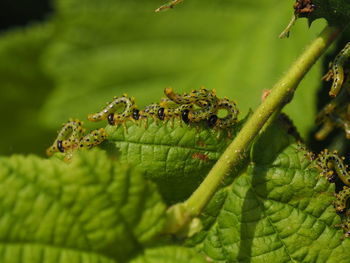 Close-up of insect on leaves