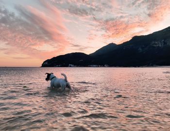 View of a dog in sea