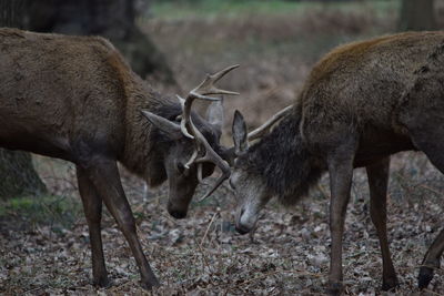 Deer fighting on field