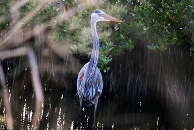 View of gray heron in lake